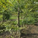Carpinus betulus - 1