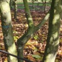 Platanus x Hispanica - 2