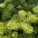 Abies Fraseri - Foto 3