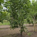 Liriodendron tulipifera 'Aureomarginatum' - Foto 3