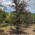 Fagus sylvatica 'Riversii' - 1