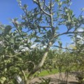 Malus domestica 'Starking Delicious' - Foto 1