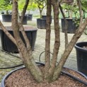 Taxus baccata - 3