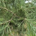 Pinus sylvestris - 1