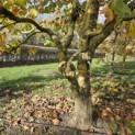 Platanus hispanica - Foto 4