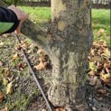 Platanus hispanica - Foto 5