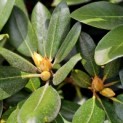 Rhododendron yakushimanum - 4