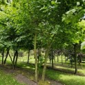 Platanus x Hispanica - 2
