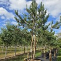 Pinus sylvestris - 1