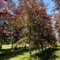 Fagus sylvatica 'Atropunicea' - 1