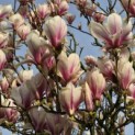 Magnolia 'Soulangeana' - 1
