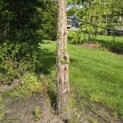 Taxus baccata dovastoniana 'Aurea Pendula' - 2