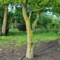 Carpinus betulus - Foto 4