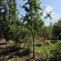 Prunus domestica d' Althan - Foto 4