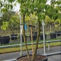 Cornus kousa 'Norman Hadden' - 2