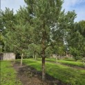 Pinus sylvestris - 6