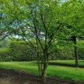 Carpinus betulus - Foto 2