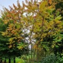 Rhus Typhina