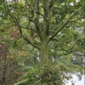 Fagus sylvatica - Foto 1