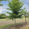 Carpinus betulus - 4