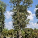 Quercus Suber - 4