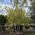 Amelanchier lamarckii - 3