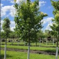 Syringa pekinensis 'China Snow' - juni