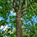 Liquidambar styraciflua - Afbeelding 2