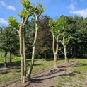 Platanus x Hispanica - 1