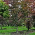 Fagus sylvatica 'Atropunicea' - Afbeelding 4