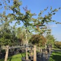 Parrotia persica - 2