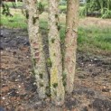 Taxus baccata - 2