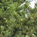 Taxus baccata - 3