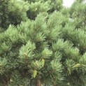 Pinus sylvestris 'Watereri' - 3