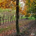 Fagus sylvatica 'Atropunicea'