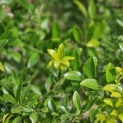 Ilex crenata 'Green Hedge' - impressie winterblad