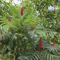 Rhus typhina - 6