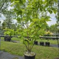 Catalpa bignonioïdes 'Aurea' - Foto 1