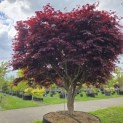 Acer palmatum 'Bloodgood' - 1