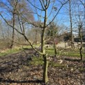 Carpinus betulus - 1