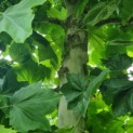 Platanus hispanica - Afbeelding 1