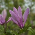Magnolia 'Betty' - 1