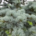 Cedrus libani 'Glauca' - Foto 2