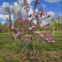 Magnolia 'Susan' - 5