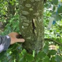 Fagus sylvatica - 6