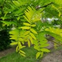 Gleditsia triacanthos 'Sunburst' - Foto 4
