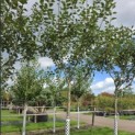 Malus domestica 'Schone van Boskoop' - Foto 4
