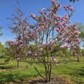 Magnolia 'Susan' - 1