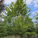 Carpinus betulus 'Frans Fontaine'   (Fastigiata) - Foto 1