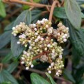 Viburnum 'Pragense' - 1